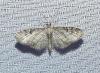 Eupithecia virgaureata
